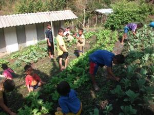 กิจกรรมการเรียนการสอนส่งเสริมอาชีพการปลูกผัก